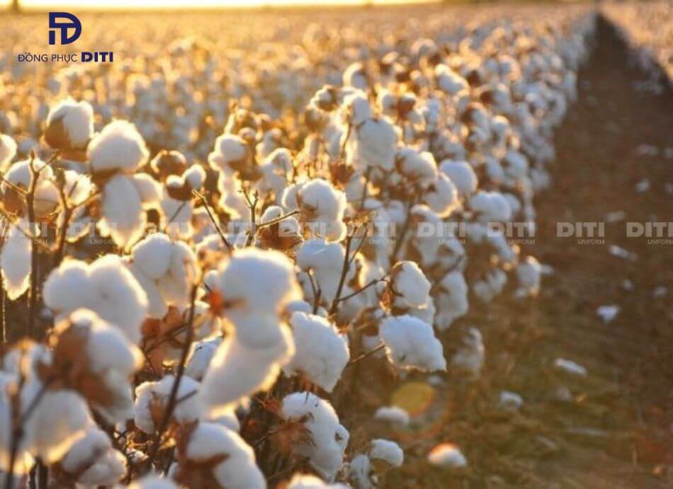 Vải Cotton Original là loại vải được tạo thành từ 100% sợi cotton tự nhiên